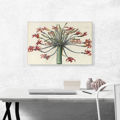 Nine Amaryllis 1802