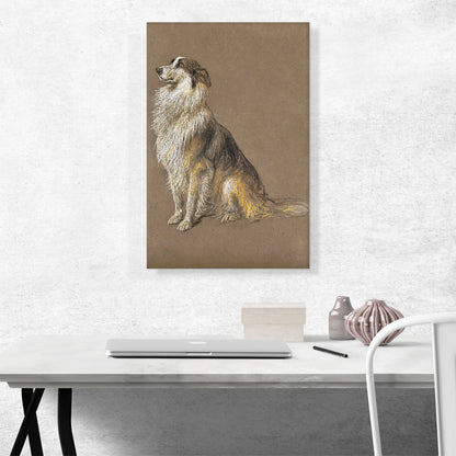 Expectant Collie