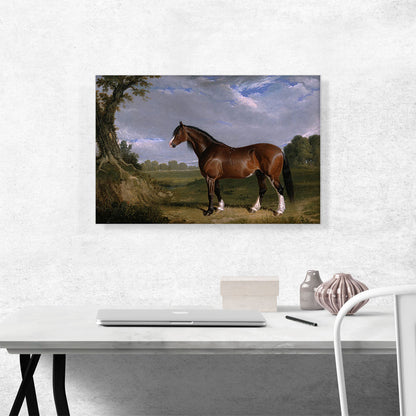 A Clydesdale Stallion