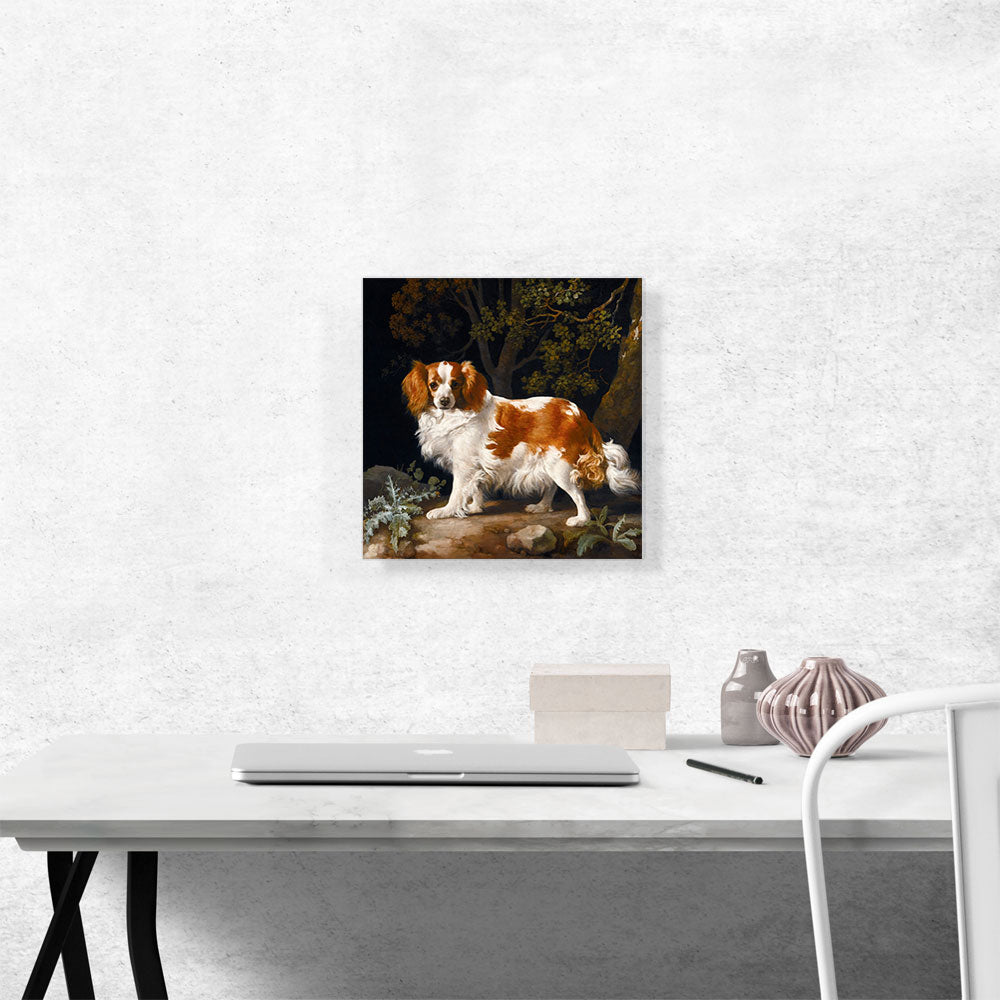 King Charles Spaniel
