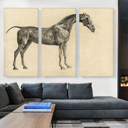 The Anatomy Of The Horse