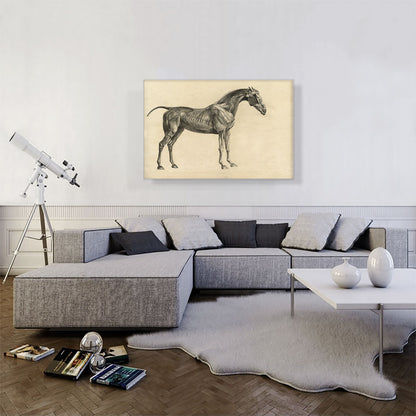 The Anatomy Of The Horse