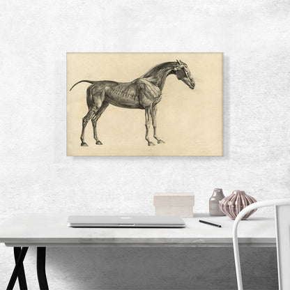 The Anatomy Of The Horse