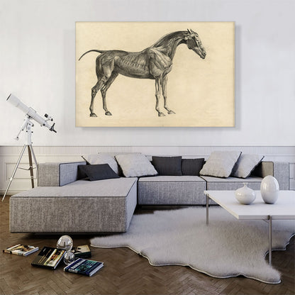 The Anatomy Of The Horse