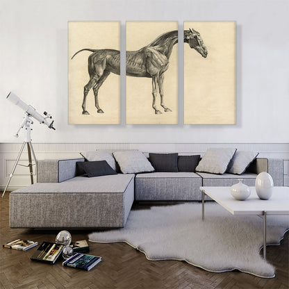 The Anatomy Of The Horse