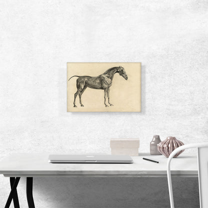 The Anatomy Of The Horse