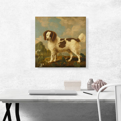 Brown and White Norfolk - Water Spaniel 1778