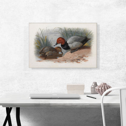 A Pair Of Pochard