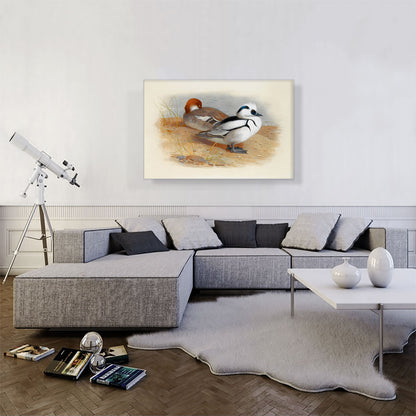 A Pair Of Smew Ducks 1899