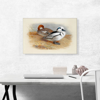 A Pair Of Smew Ducks 1899