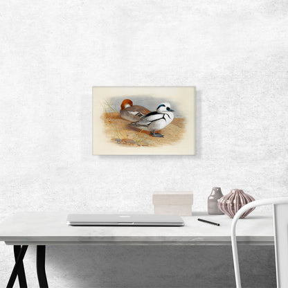 A Pair Of Smew Ducks 1899