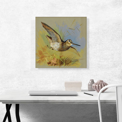 A Woodcock In Flight