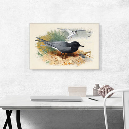 Black Tern Great Shearwater