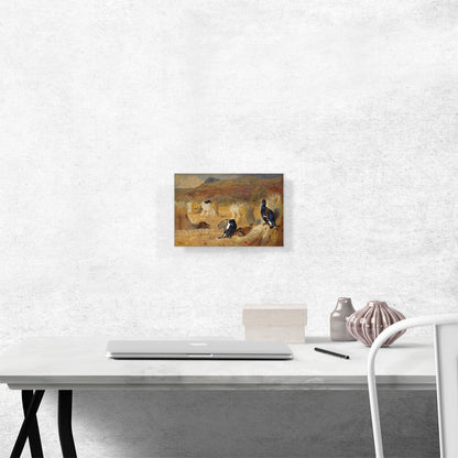 Blackcock In a Field