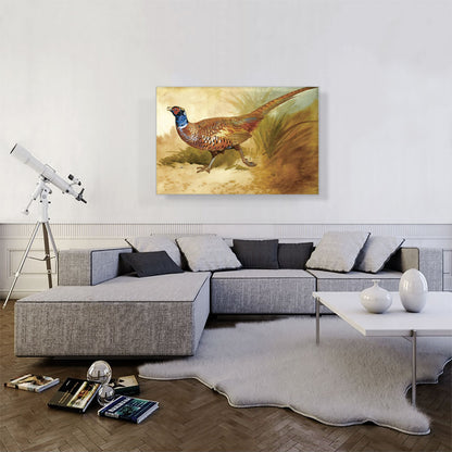 Cock Pheasant 1889