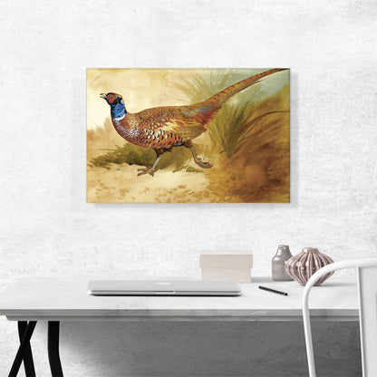 Cock Pheasant 1889