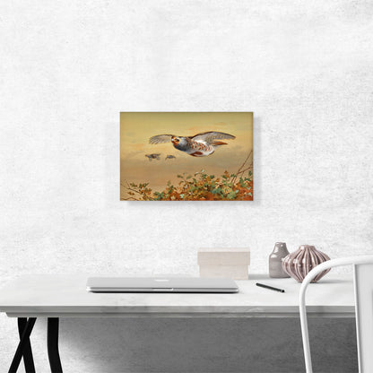 Partridge In Flight 1898