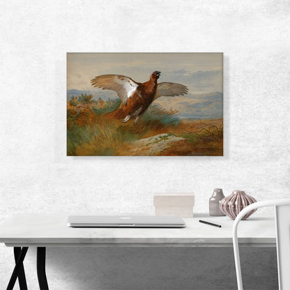 Red Grouse In Flight 1899