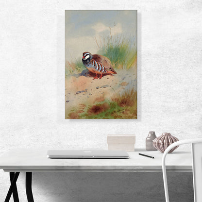 Red-Legged Partridge 1907