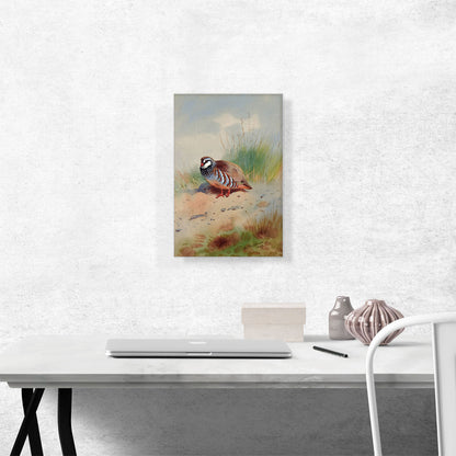 Red-Legged Partridge 1907