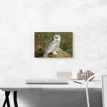 A Female Snowy Owl 1889