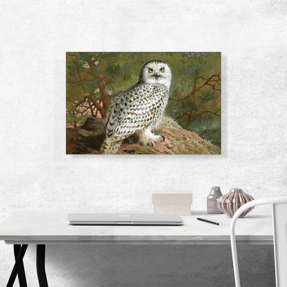 A Female Snowy Owl 1889