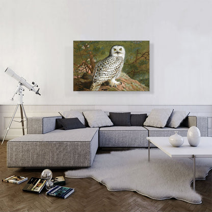 A Female Snowy Owl 1889