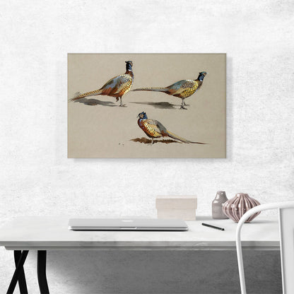 Studies Of a Cock Pheasant