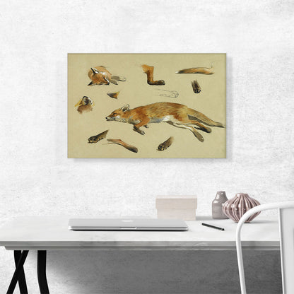 Studies Of a Recumbent Fox 1912