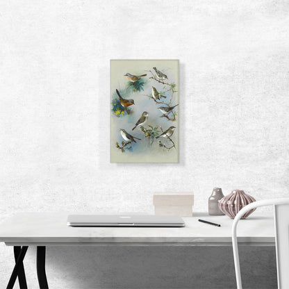 Warbler and Wrens 1913