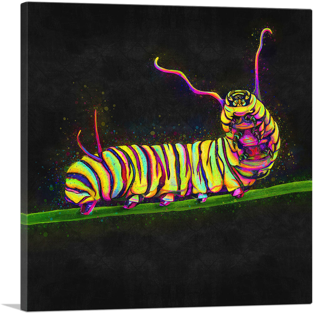 Caterpillar Insect Animal