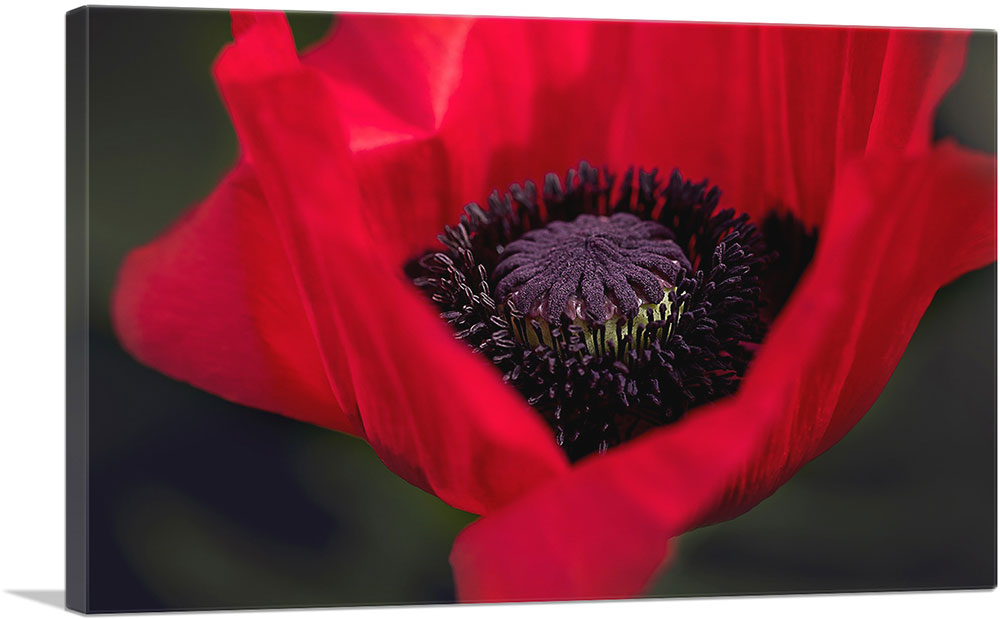 Albanian Poppy National Flower of Albania