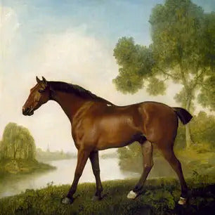 ANIMALS Canvas Art Prints