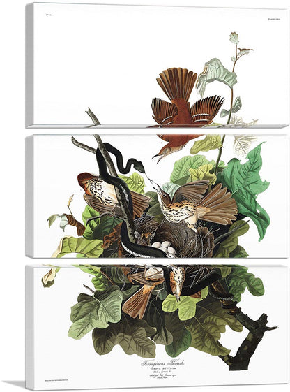 Ferruginous Thrush