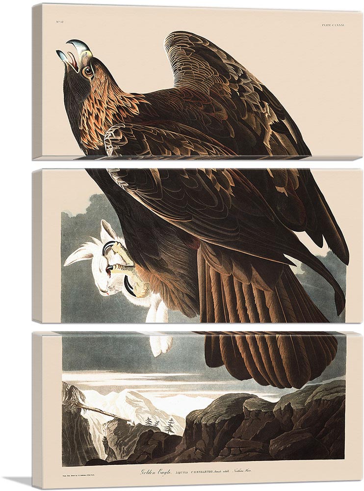 3-panel