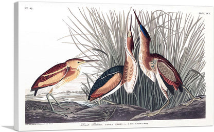 Least Bittern