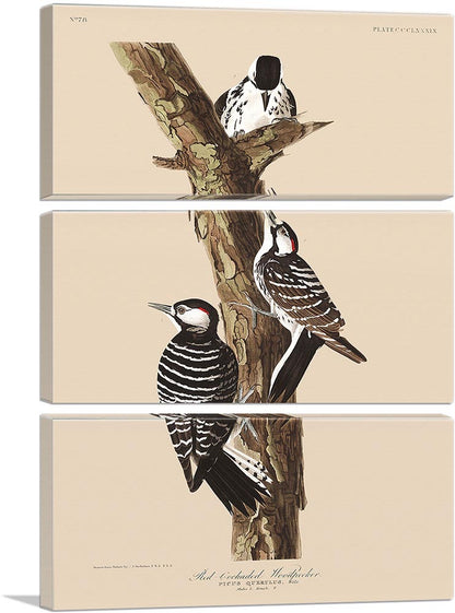 Red Cockaded Woodpecker