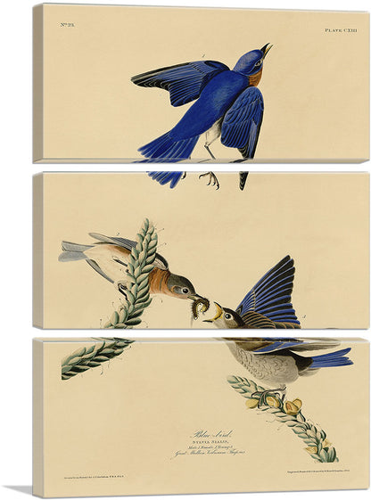 3-panel