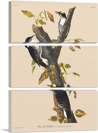 3-panel