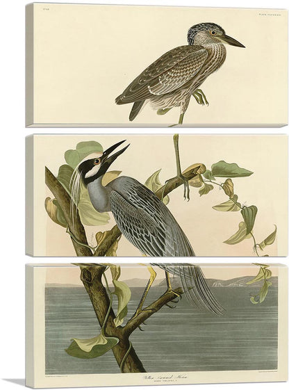 Yellow Crowned Heron