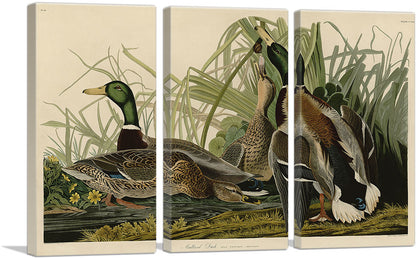 Mallard Duck