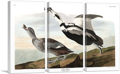 3-panel