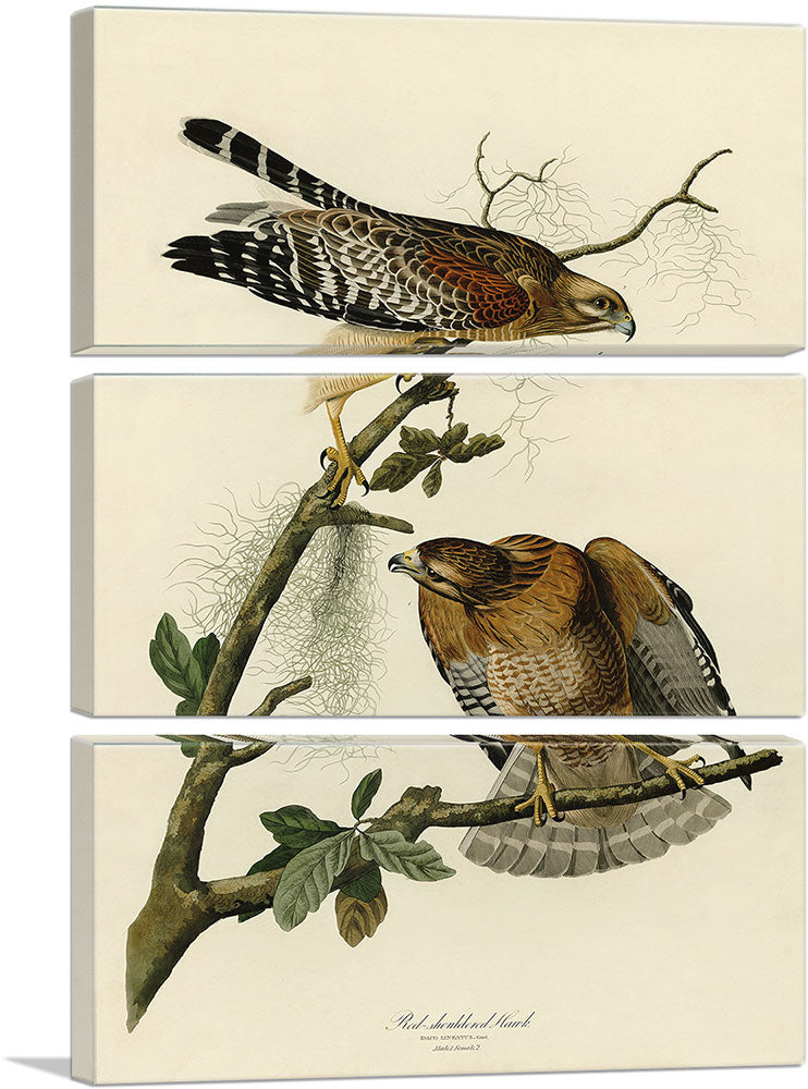 3-panel
