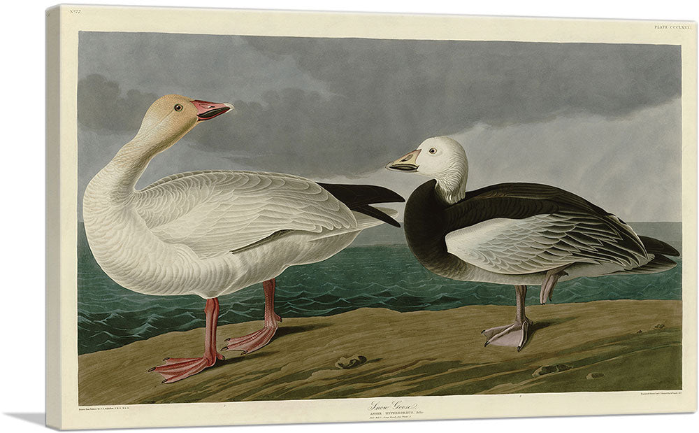 3-panel