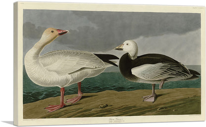 3-panel