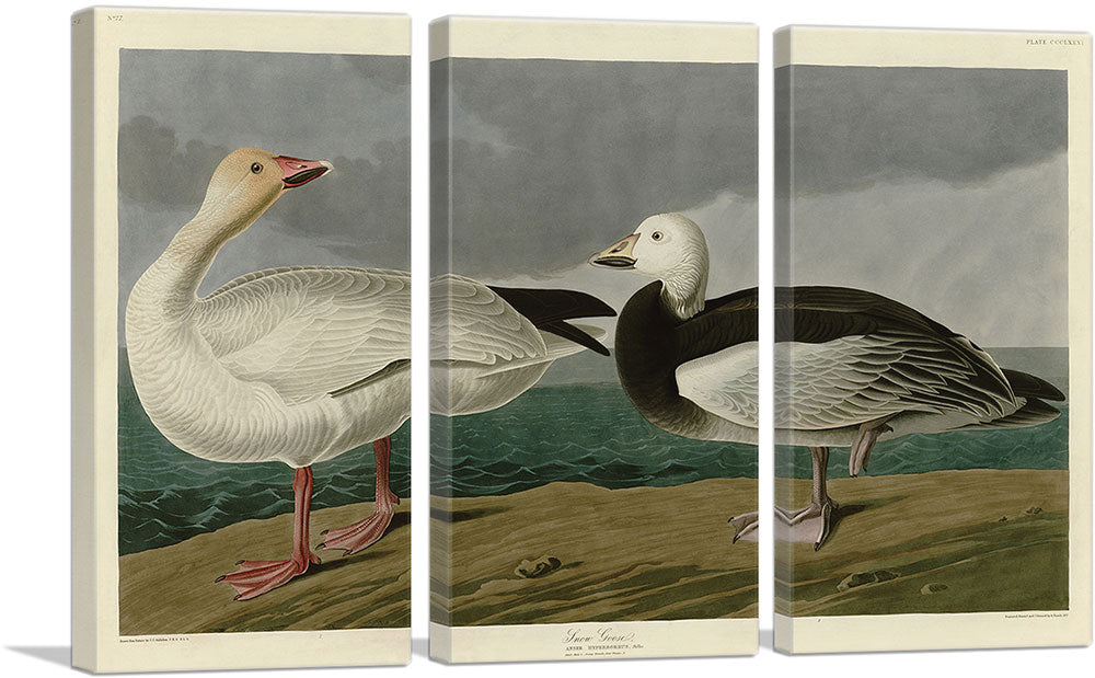 Snow Goose