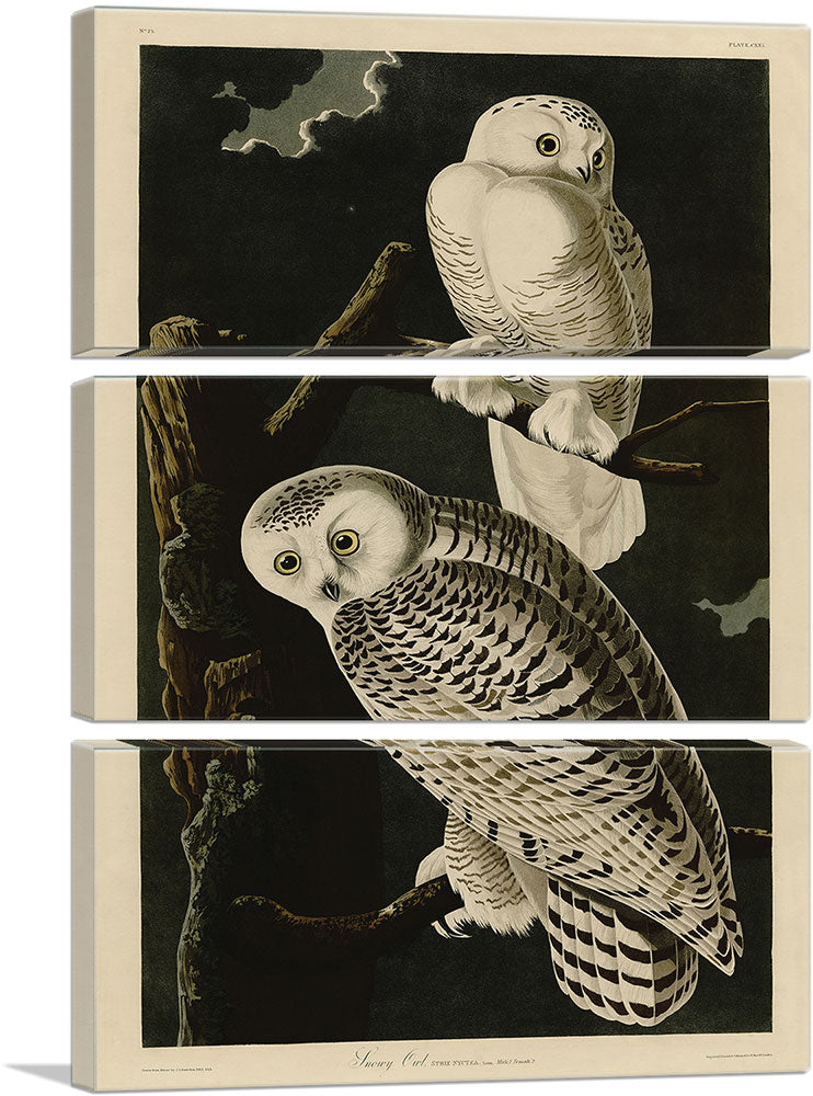 3-panel