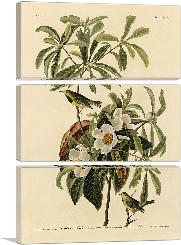 3-panel