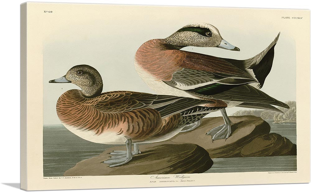 American Widgeon