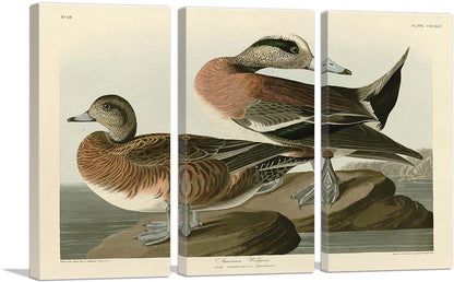 American Widgeon